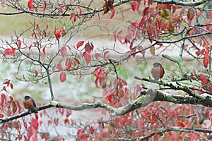 Two Robins in the Fall