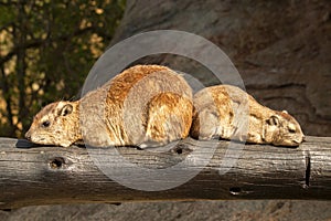 Two rock hyrax Procavia capensis, also called rock badger and Cape hyrax in the Serengeti in Tanzania
