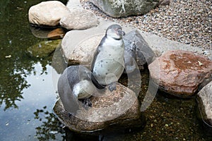 Two on a rock standing pinguins in a zoo in germany photo