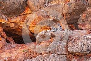 Two Rock Wallabies on red rocks, Exmouth Australia.