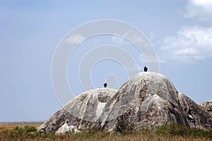 Two Rocks in the wilderness of the Serengeti