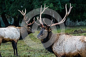 two Rocky Mountain elk stand in a grassy field next to trees and grass