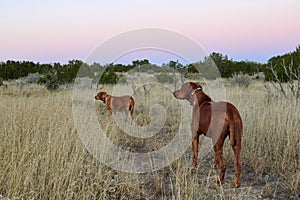 Two Rodisian Ridgebacks dogs in New Mexico high desert landscape