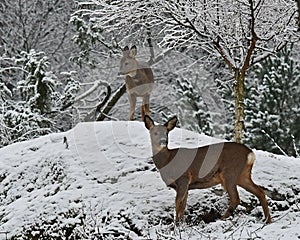 Two roe deer, Capreolus capreolus in a snowy winter landscape