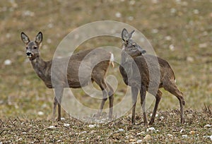 Two roe deer does in a field