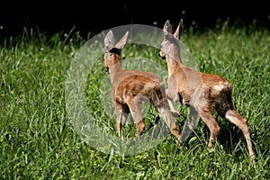 Two roe deer in meadow near forest in the summer photo