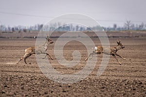 Two roe deer running. Capreolus capreolus.