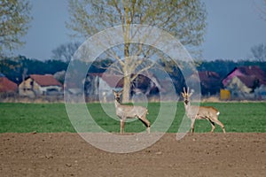 Two roe deer standing on agricultural crop field. Capreolus capreolus.