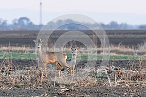 Two roe deer standing on agricultural crop field. Capreolus capreolus.