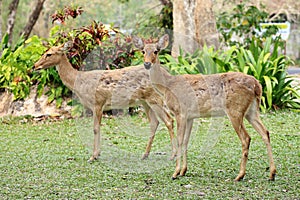Two roe deers
