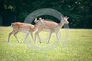 Two roe deers on a meadow