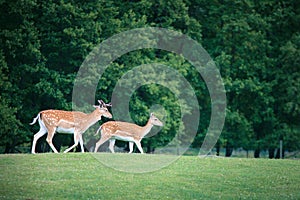 Two roe deers on a meadow
