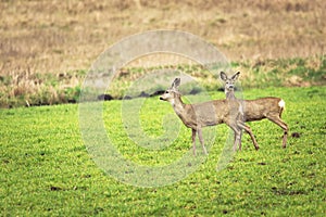 Two roe deers in the meadow