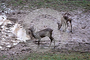 Two roe deers in the rain