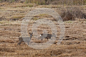 Two roe deers standing in meadow