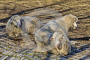 Two Roe deers - stang or Capreolus playing in field photo