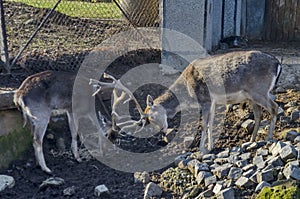 Two Roe deers - stang or Capreolus playing in field photo