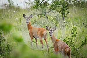 Two roes on the field