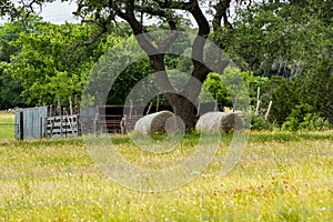 Two rolled hay bales, wired fence, metal gate, meadow, wildflowers, Texas Hill Country.