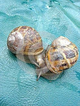 Two Roman snails