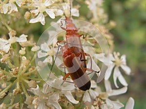 Two Romatic Red Bugs