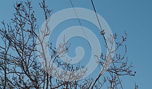Two rooks on the wires