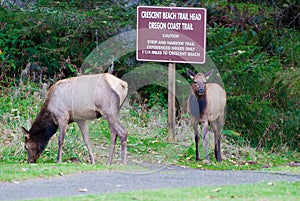 Two Roosevelt elk grazing in Oregon State Park.