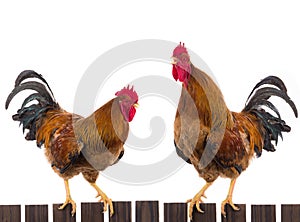 Two rooster