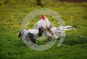 Two roosters black and white fight on the  grass in the backyard of the farm figuring out who is in charge