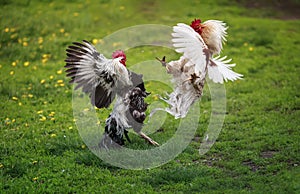 Two roosters black and white fight on the green grass in the backyard of the farm