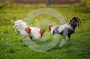 Two roosters black and white fight on the green grass in the backyard of the farm figuring out who is in charge