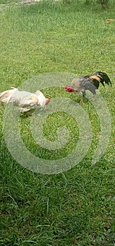 two roosters fighting