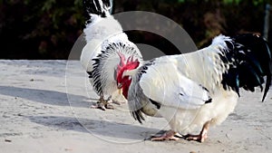 Two roosters fighting in a farm.