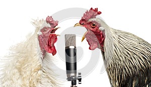 Two roosters singing at a microphone, isolated photo