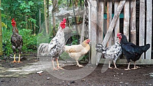 Two roosters and three hens near the bamboo cage