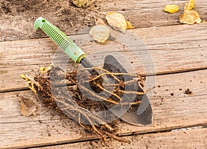 Two roots of perennial poppy or oriental poppy and shover