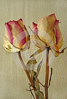 Two Rose photo