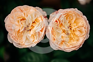 Two rose flowers in the garden in the summer at the dacha. background ,Rose flower in the garden in the summer at the dacha.