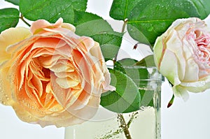 Two Rose flowers, white and yellow with Dew