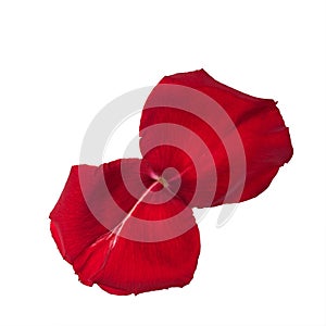 Two rose petals isolated on white