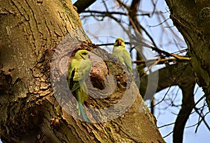Two Rose-ringed parakeets on tree.