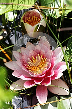 Two rose water lilies