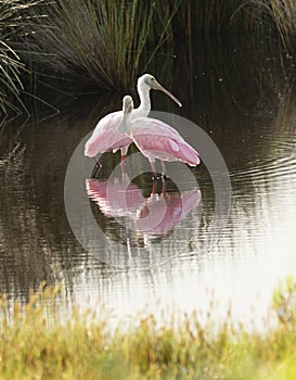 Two Roseate Spoonbill Wading Birds Hang Out in a Georgia Marsh photo