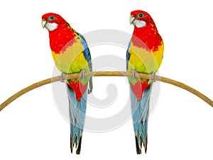 two rosella parrot isolated on white background