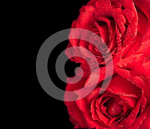 Two roses on black background, valentine day and love concept