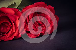 Two roses on dark background, valentine day and love concept