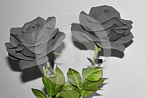 Two roses with a color concept photo