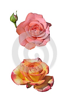 Two roses isolated on white