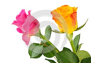Two Roses Rosaceae isolated on white background, including clipping path. photo