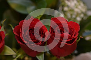 Two roses seen cloeup photo
